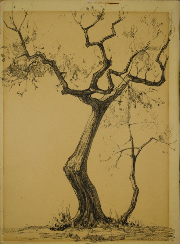 1928 -Ulivo a Sorrento